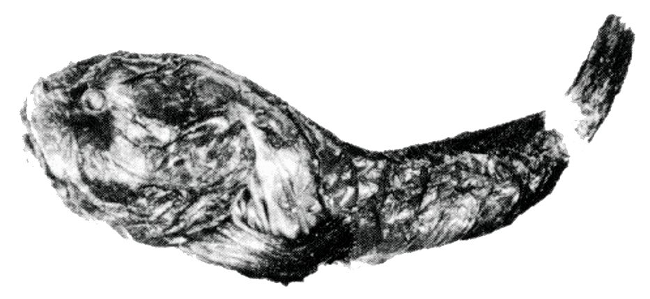 Ebinania costaecanariae_01.jpg